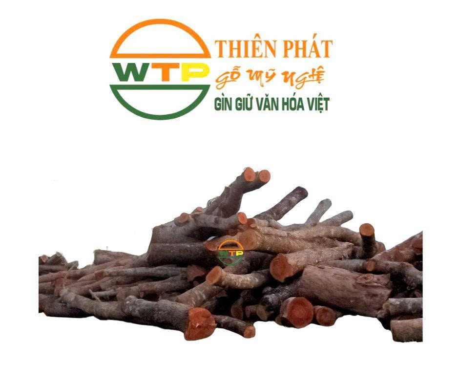 cây xà cừ được trồng rất nhiều tại Việt Nam